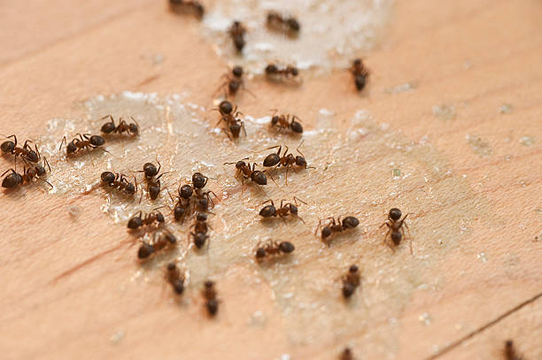 Best Local Pest Control Services  in Curwensville, PA