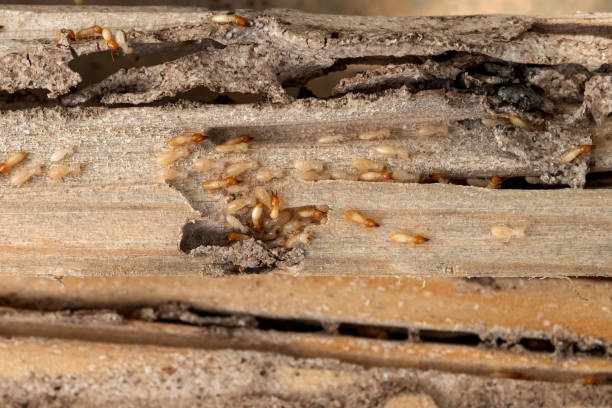 Best Cockroach Control Services  in Curwensville, PA