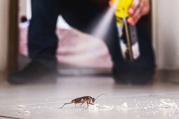 Wasp Removal Services in Curwensville, PA