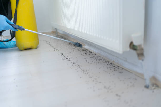 Best Rat Extermination Near Me  in Curwensville, PA