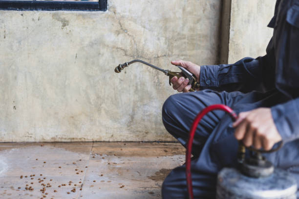 Best Flea Control Services  in Curwensville, PA